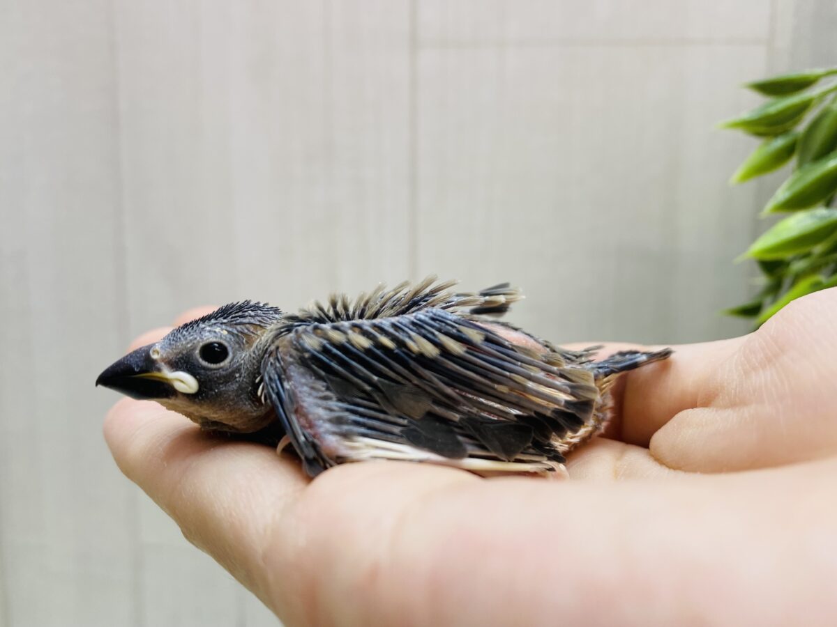 桜文鳥