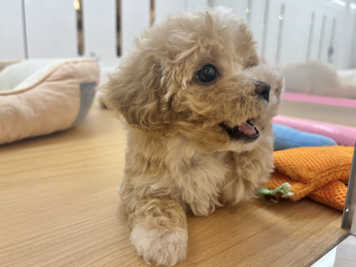 マルプー