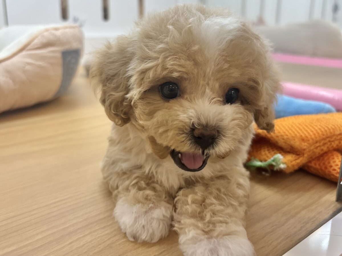 特大の可愛いをお届けぇ〜♡♡マルプーちゃん！