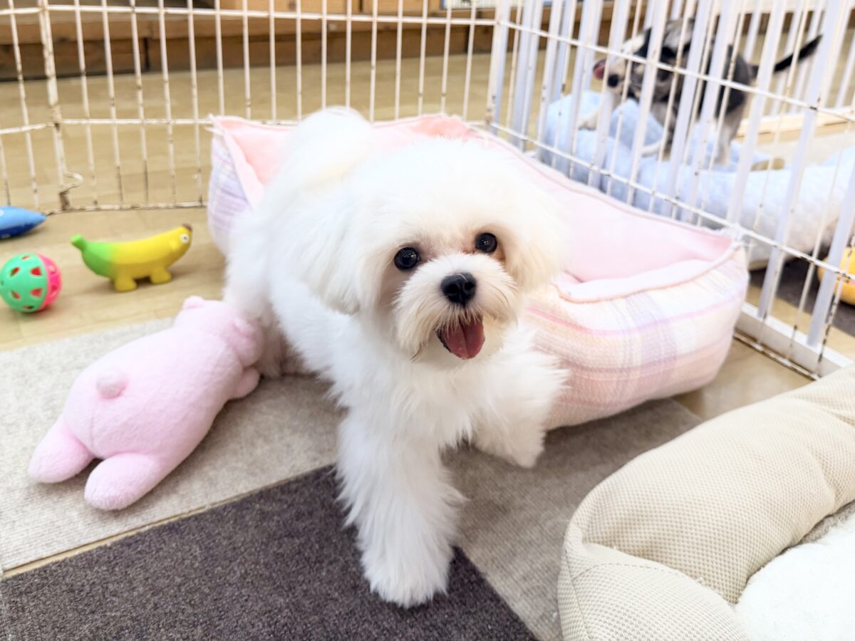 マルチーズ