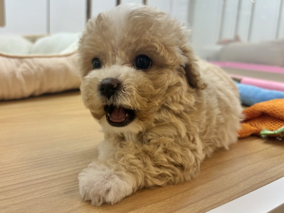 マルプー