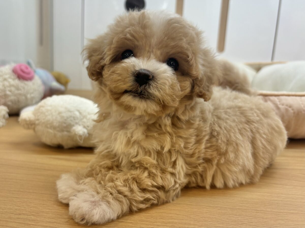 マルプー