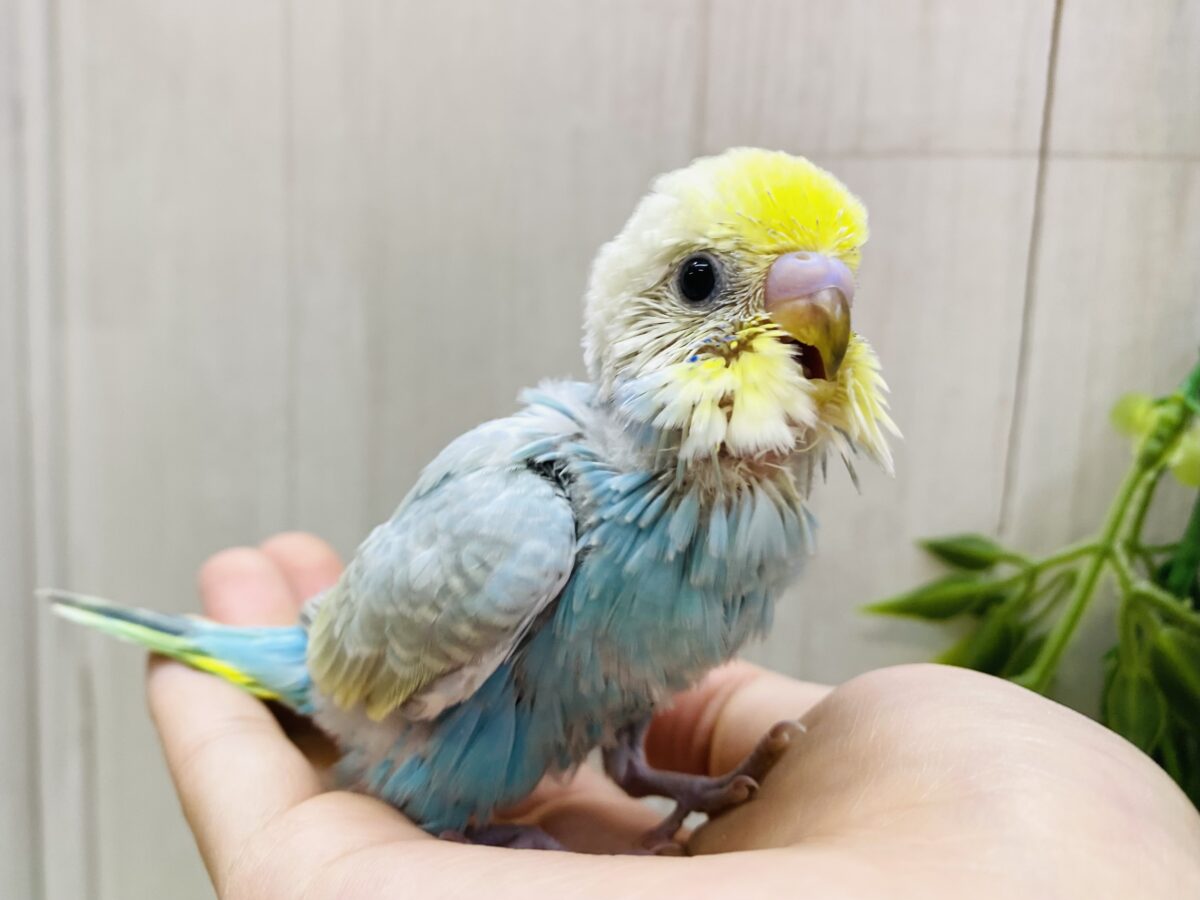パッチリおめめにメロメロキュン🫰❤️セキセイインコパステルレインボー🌈