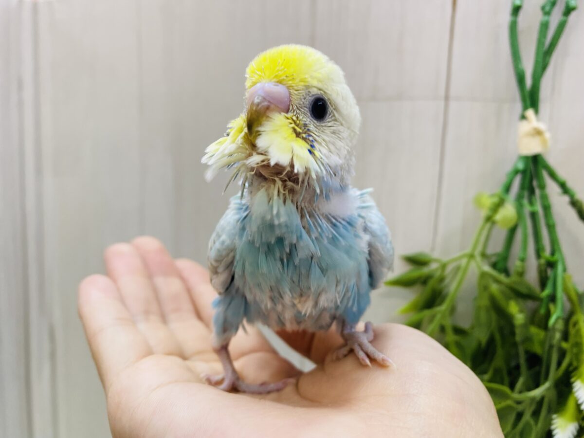 セキセイインコ