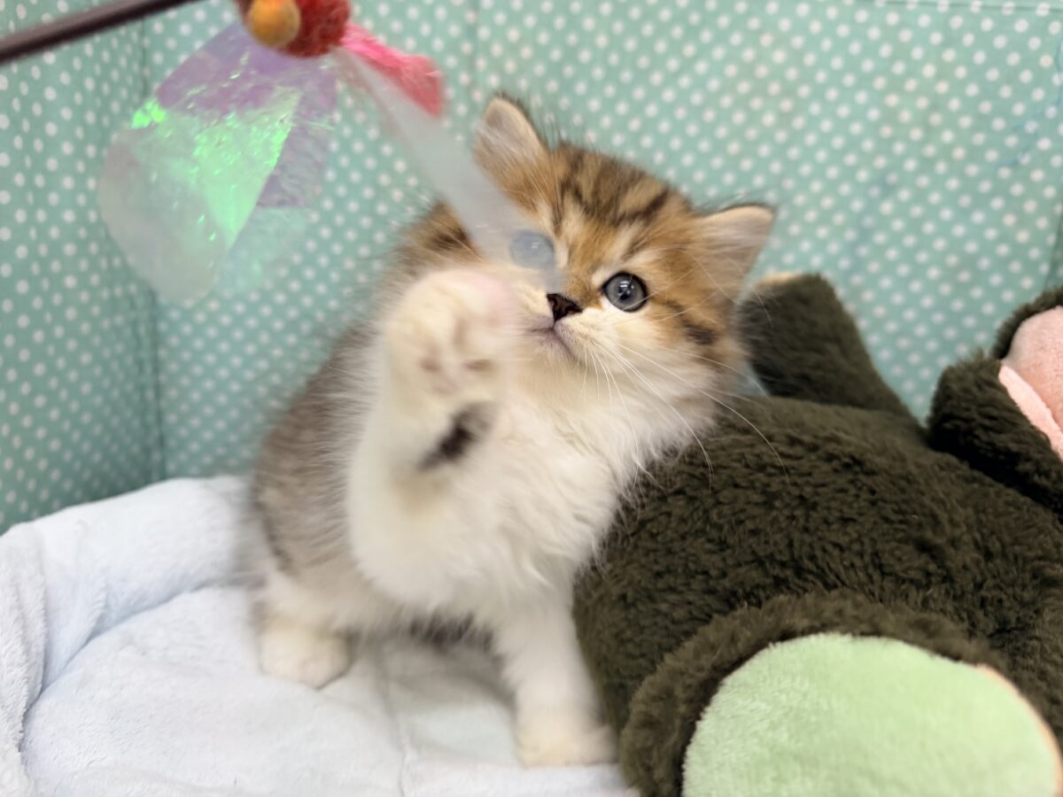 ミヌエット