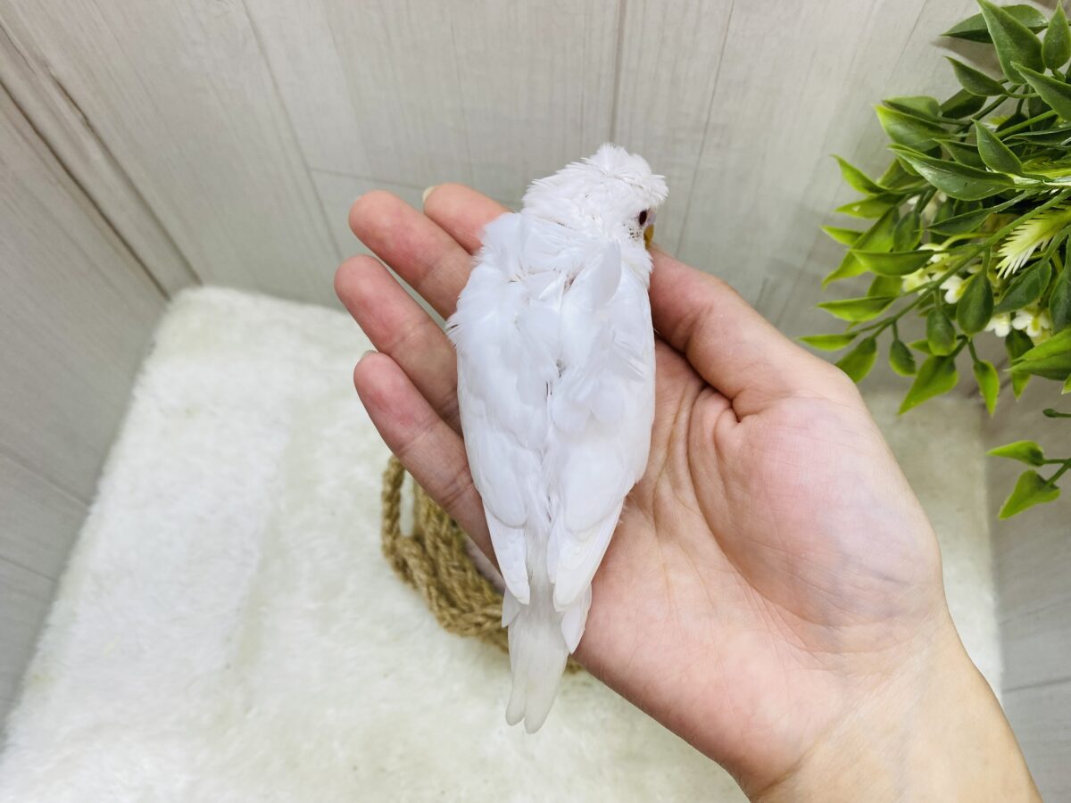 梵天セキセイインコ