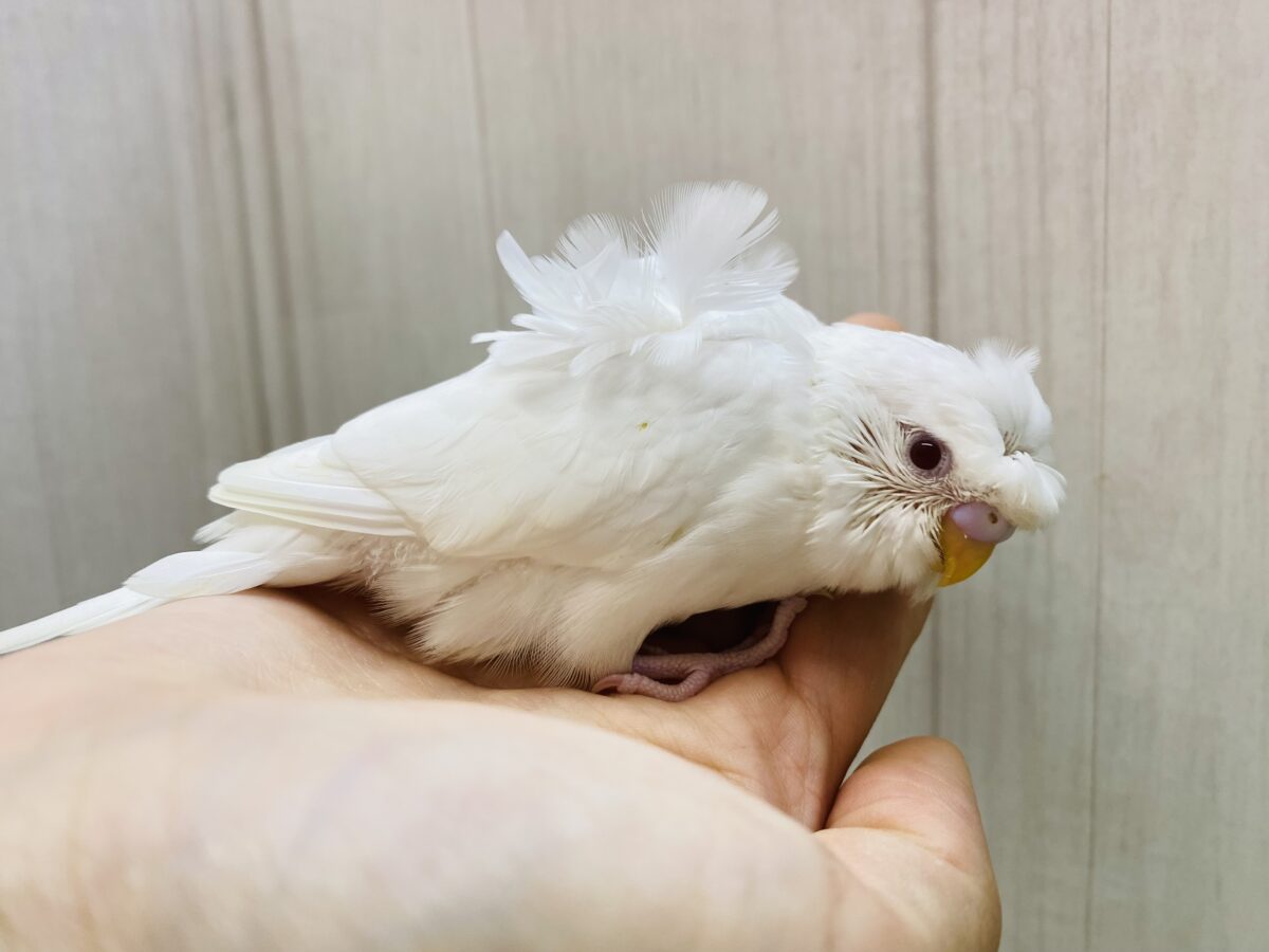 梵天セキセイインコ