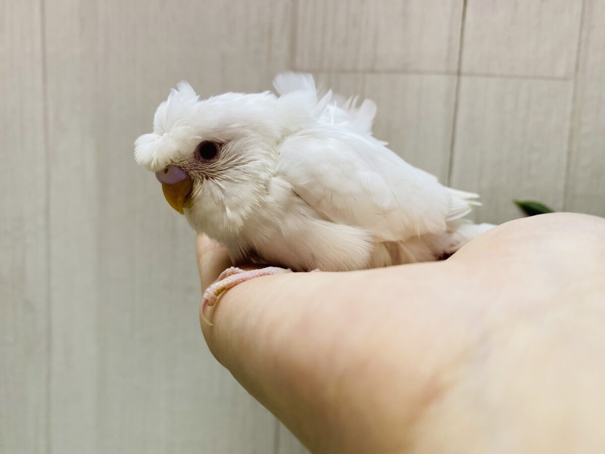 梵天セキセイインコ