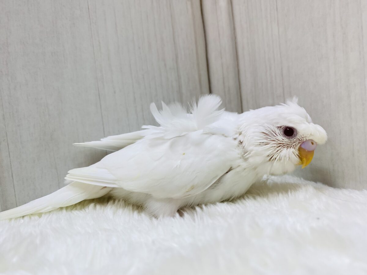 梵天セキセイインコ