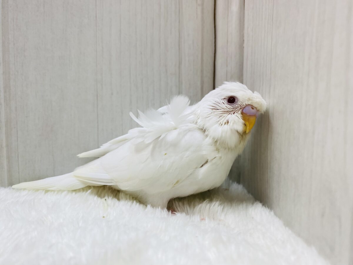 梵天セキセイインコ