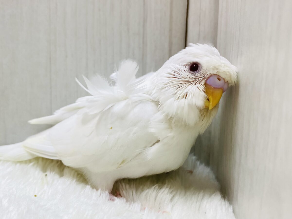 天使の羽の生えた激カワさん降臨🪽💕梵天セキセイインコやって来た˙˚ʚ✞ɞ˚˙