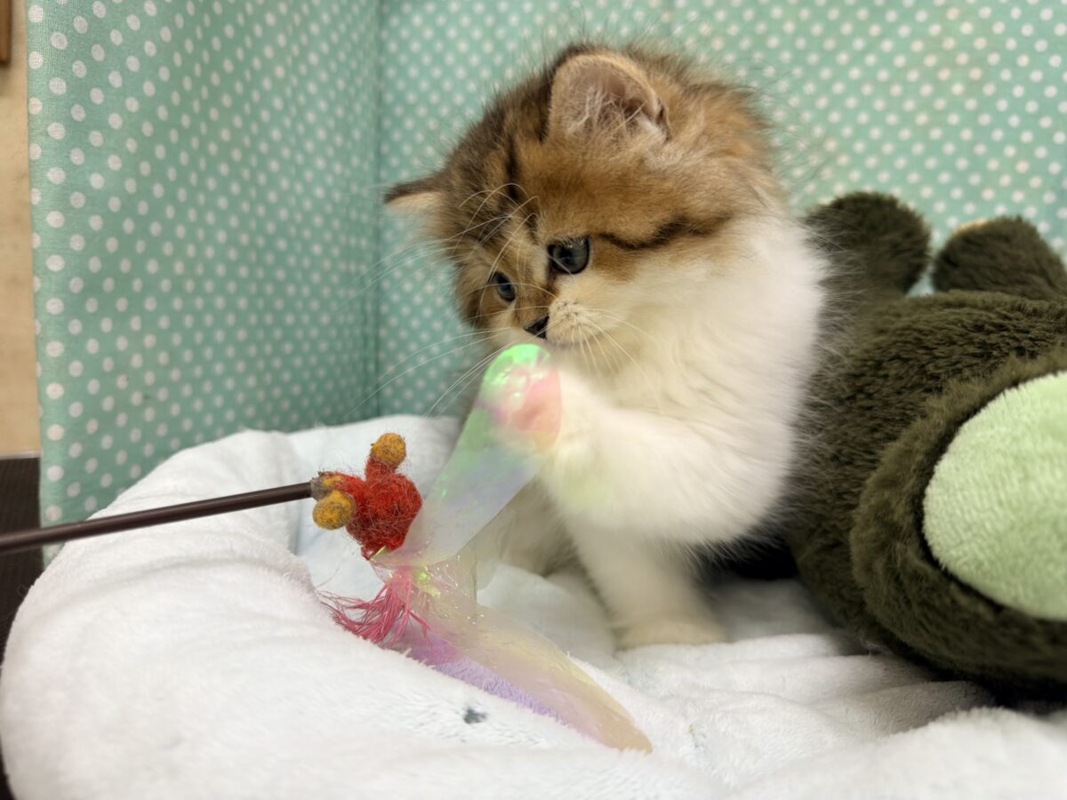 ミヌエット