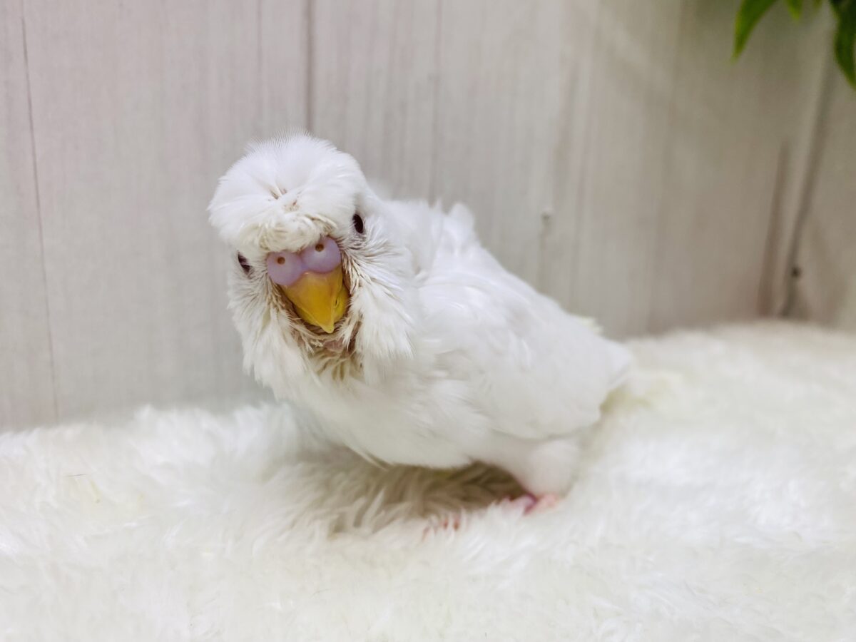 梵天セキセイインコ