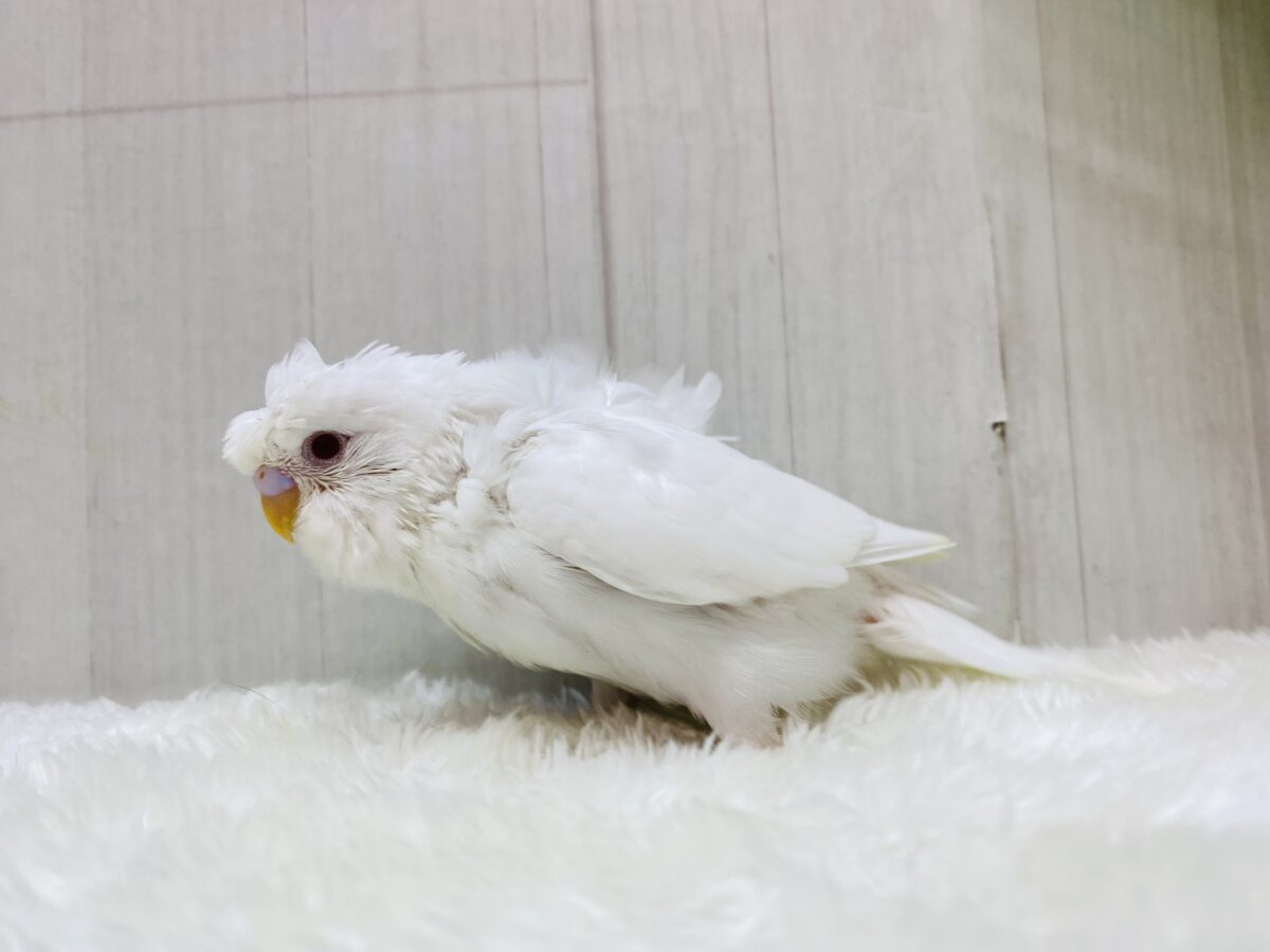 梵天セキセイインコ
