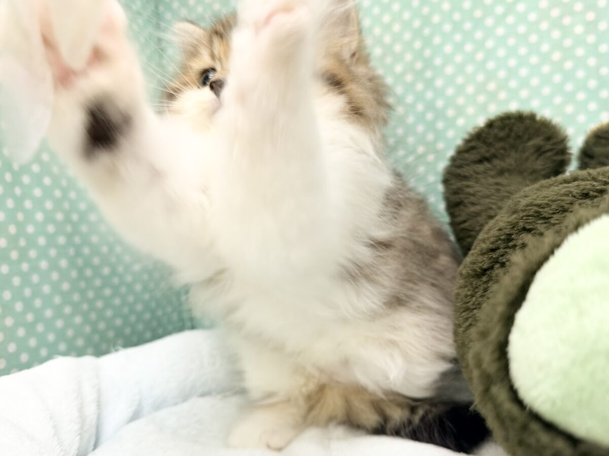 ミヌエット