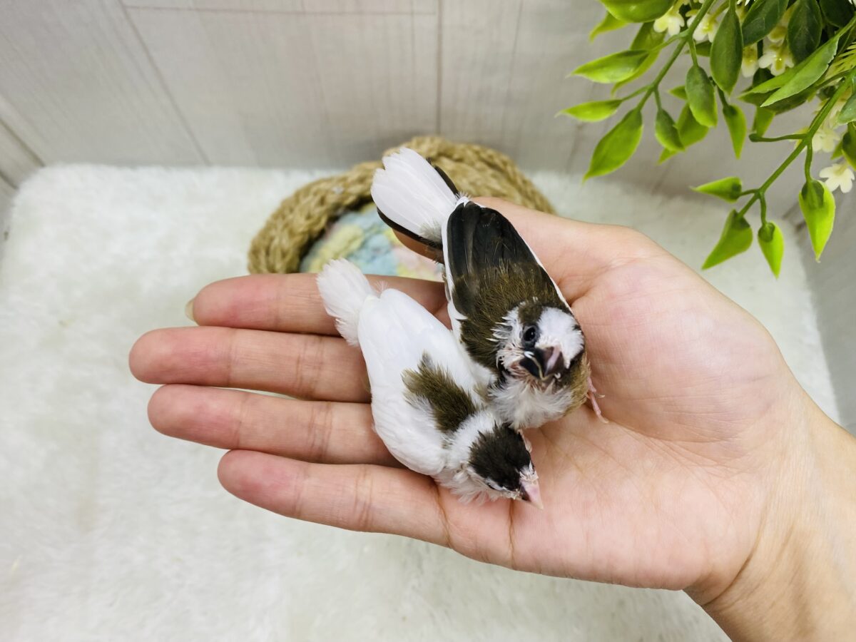 十姉妹（ジュウシマツ）