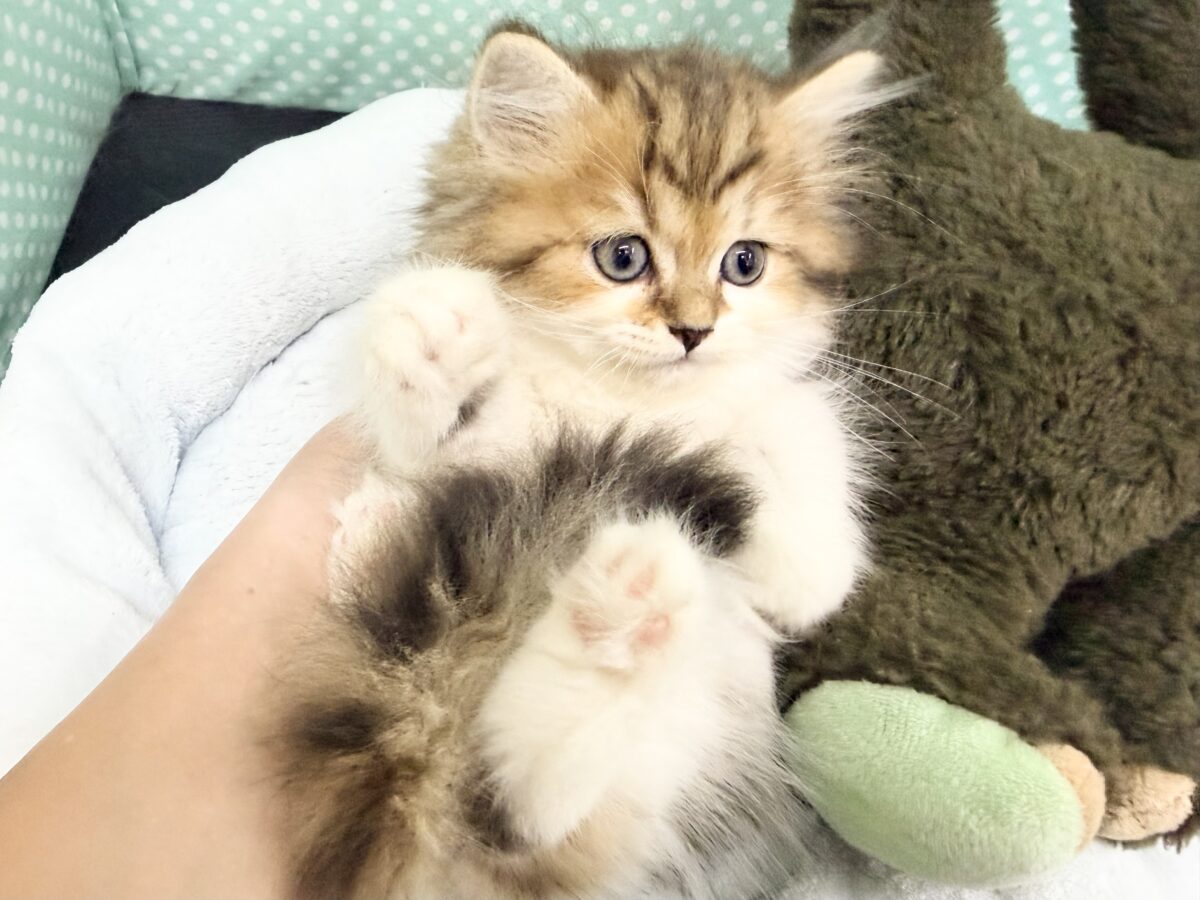 ミヌエット