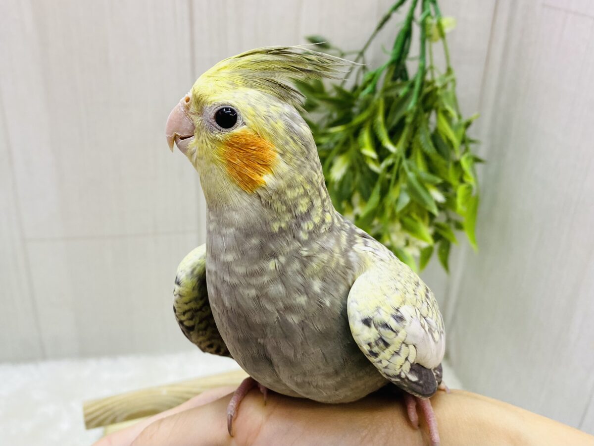 説明画像です