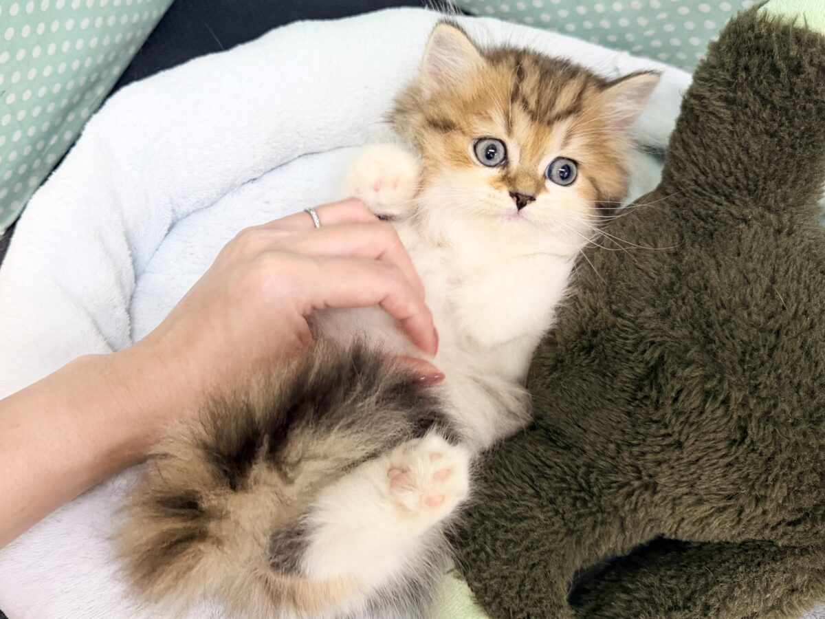 ミヌエット