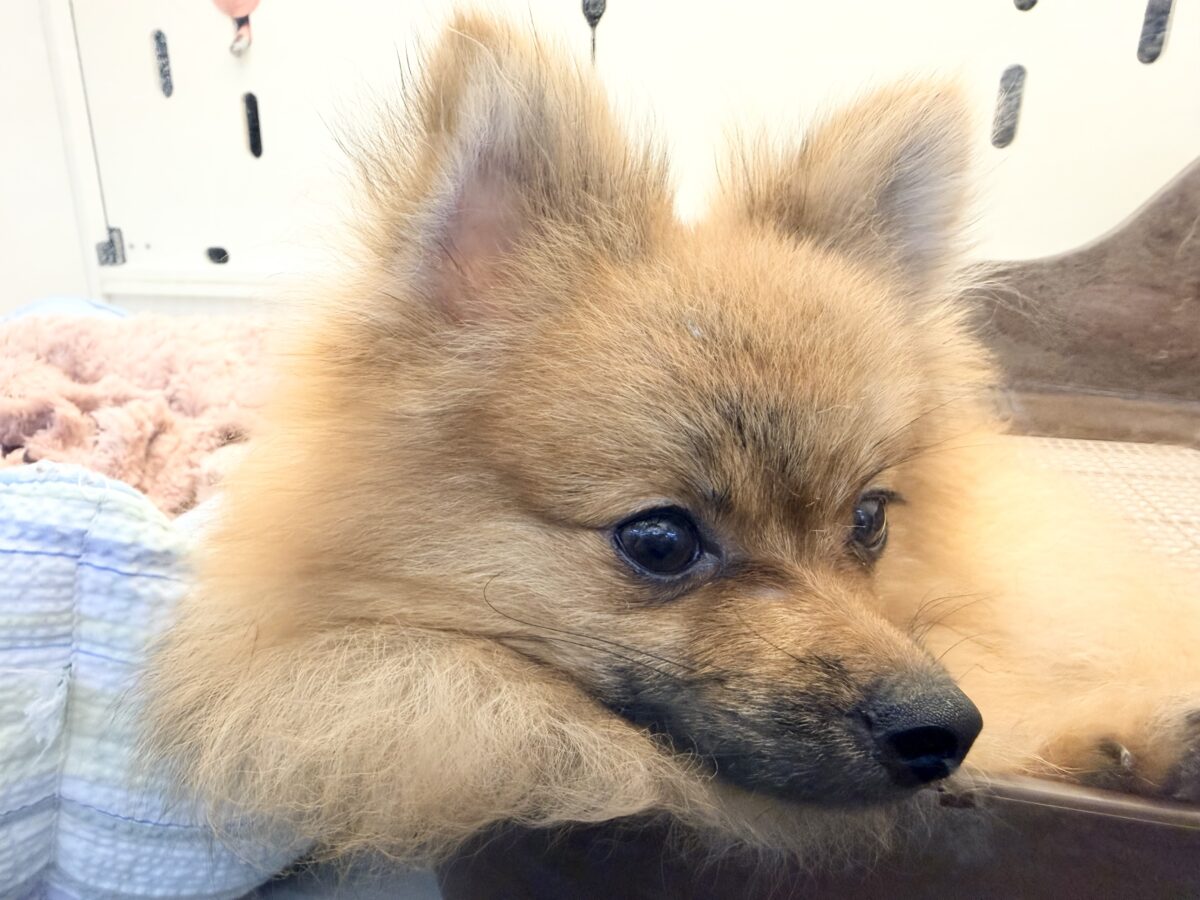 ポメラニアン
