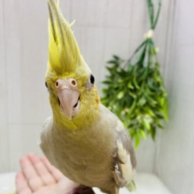 淡めなシナモンはいかが〜？🧡オカメインコシナモンカラー⭐️