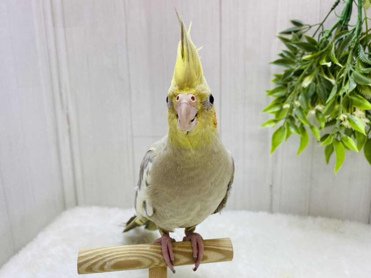 説明画像です