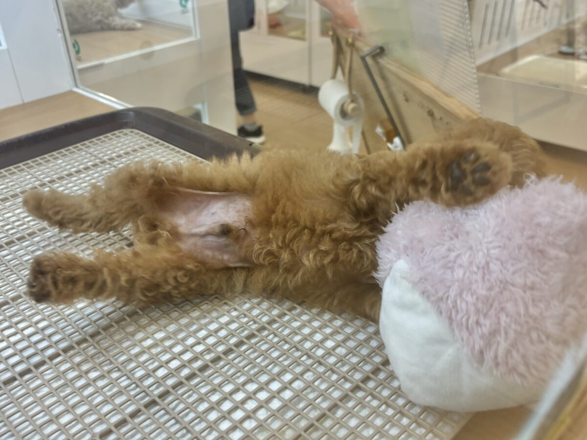 トイプードル