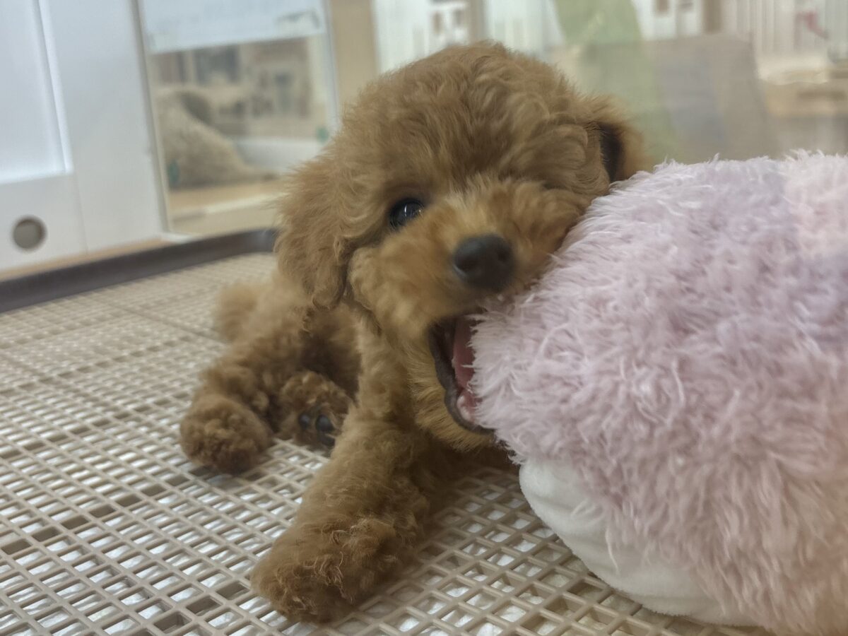 トイプードル