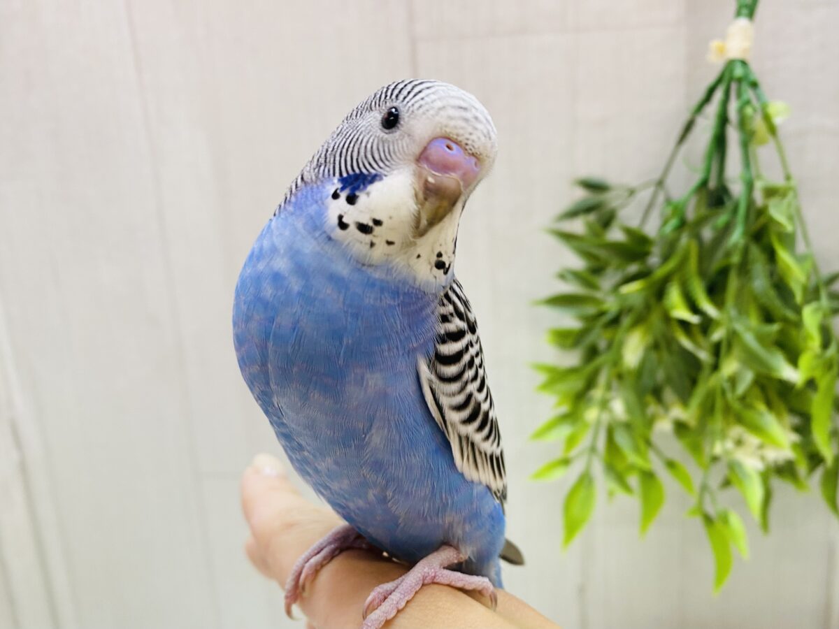 最新画像更新✨まるでアート🎨❣️模様がびっしりセキセイインコノーマル⭐️