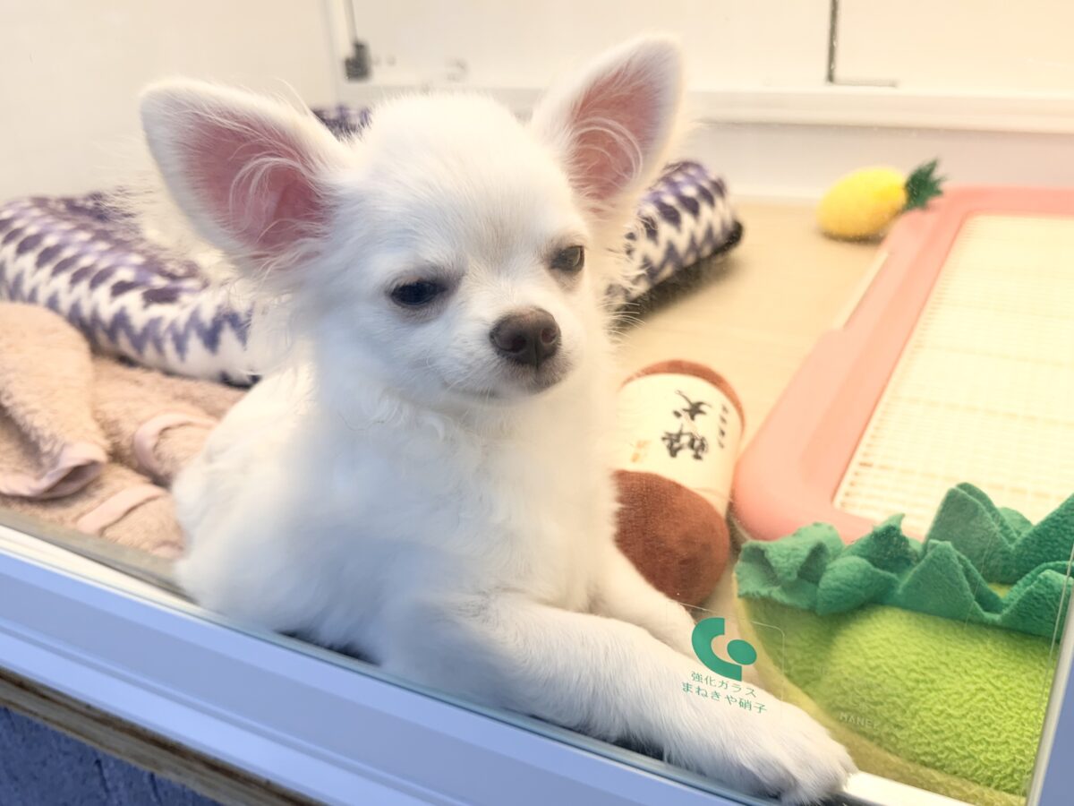 チワワ