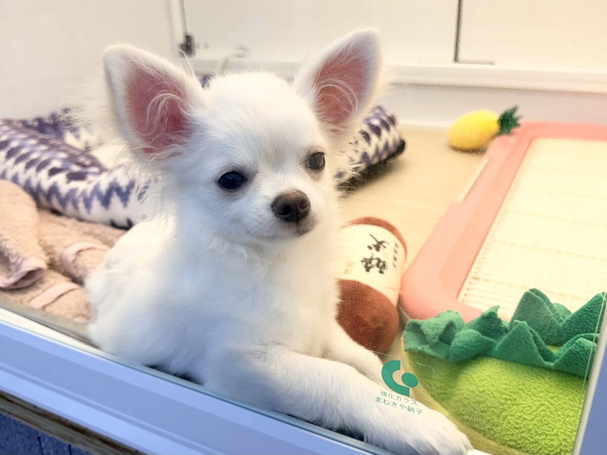 チワワ
