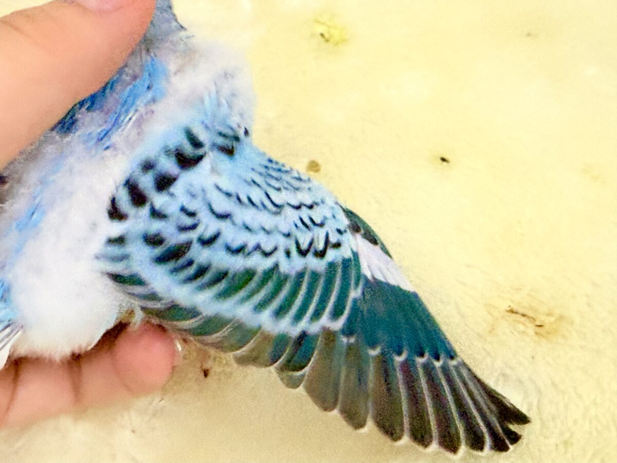 セキセイインコ