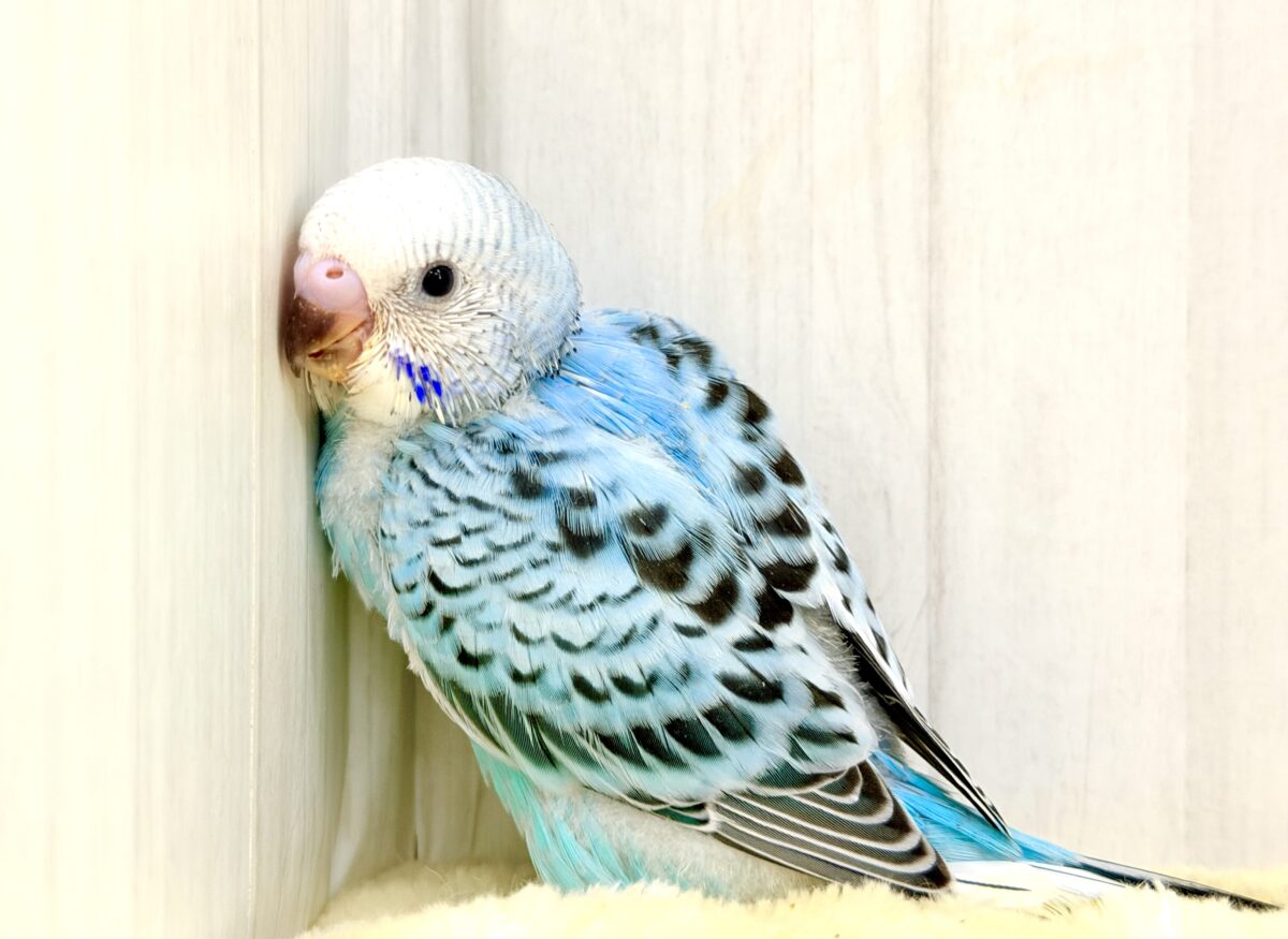 ふわっと広がる青空カラー️🩵セキセイインコ(ブルーオパーリン)