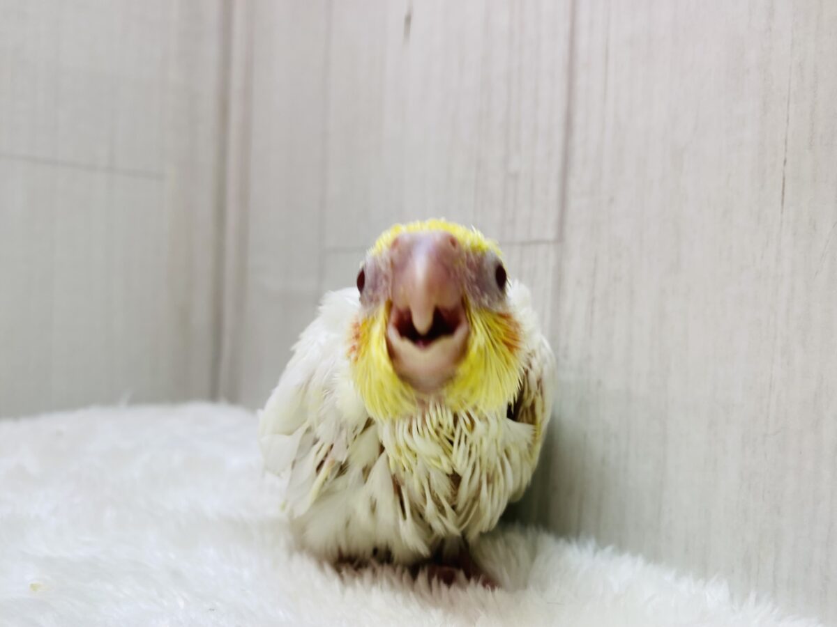 オカメインコ