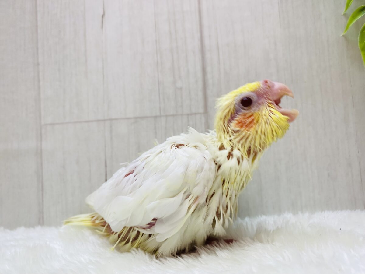 オカメインコ