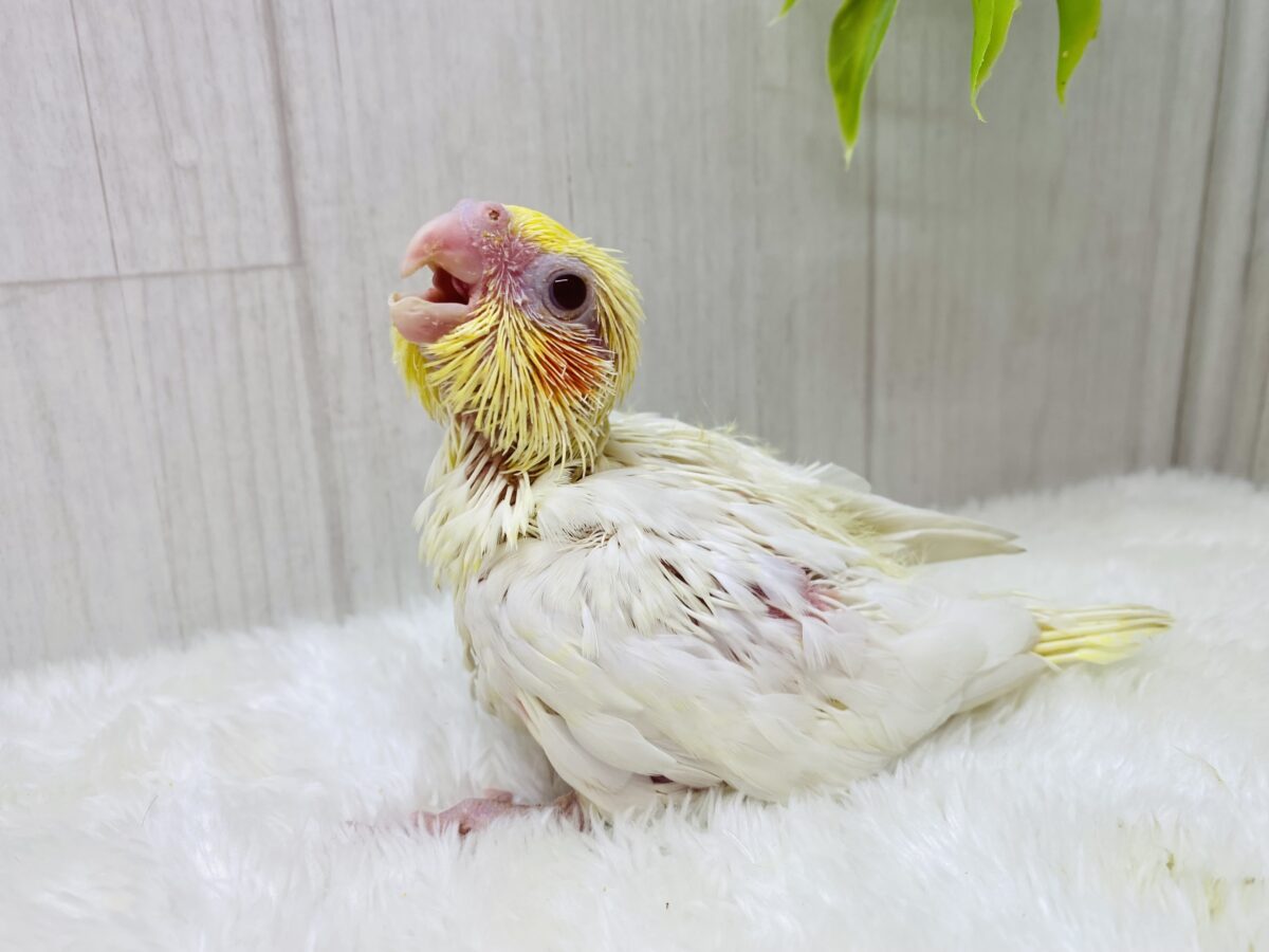 オカメインコ