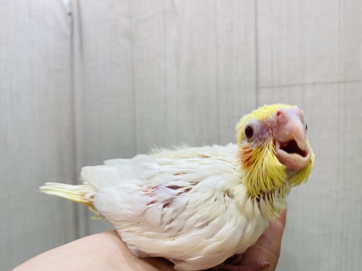 オカメインコ