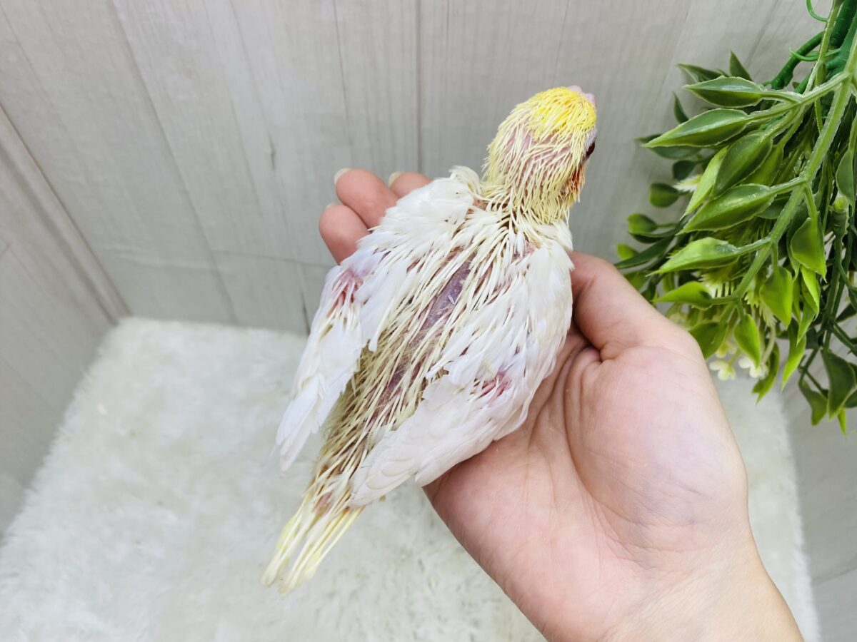 オカメインコ