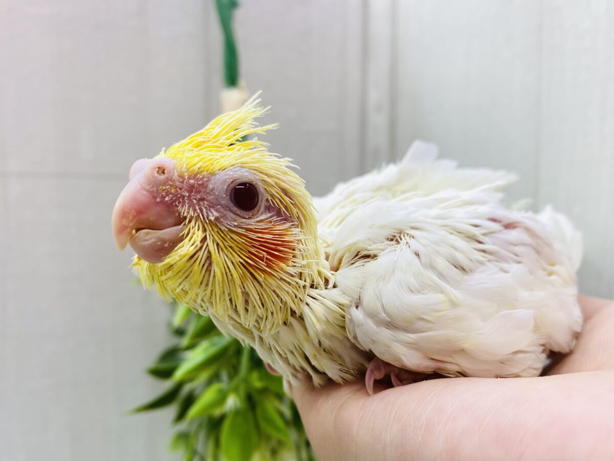 ツンツク綿毛も今だけよ〜☝️💕人気カラー✨オカメインコルチノー！！