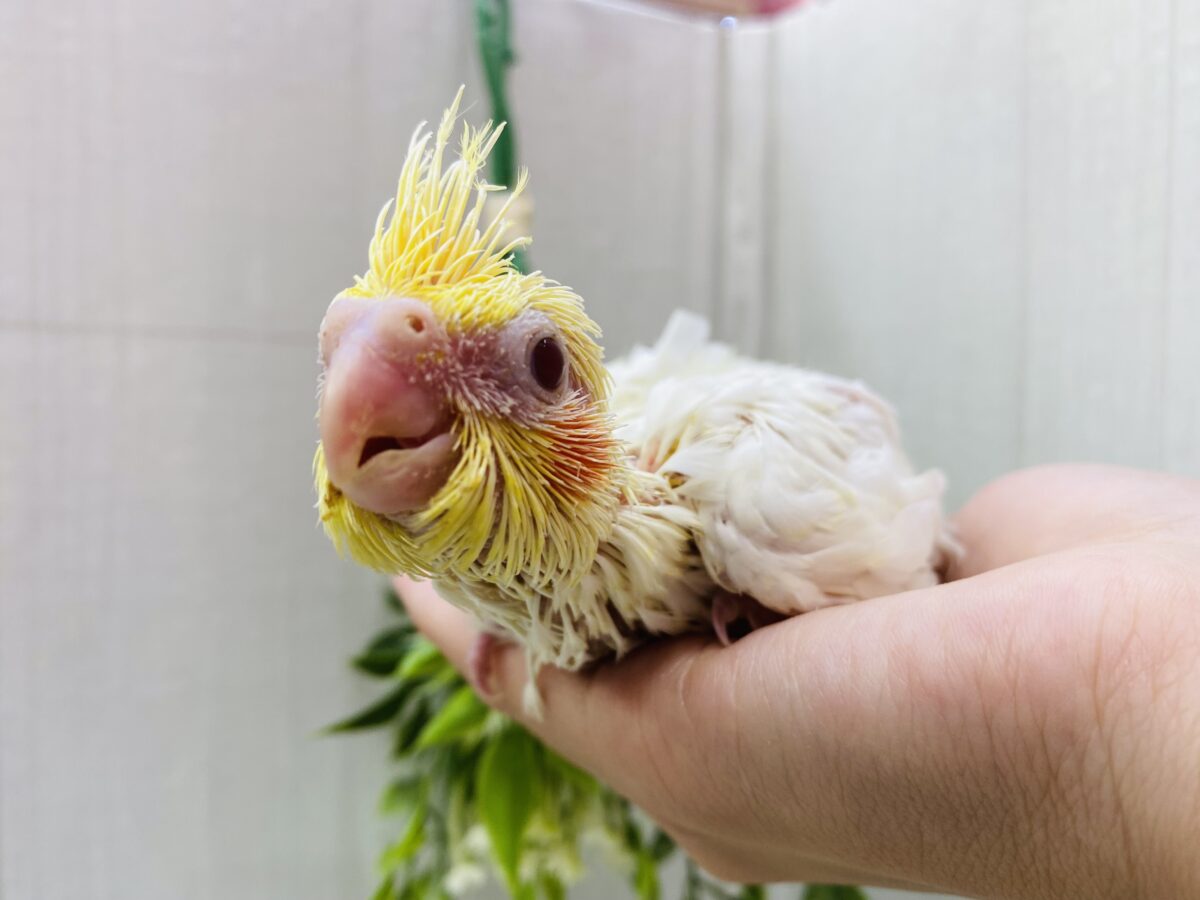 オカメインコ