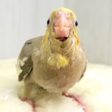 大きくなりました♡オカメ🐣‪のヒナ(シナモン)入荷しました❤️
