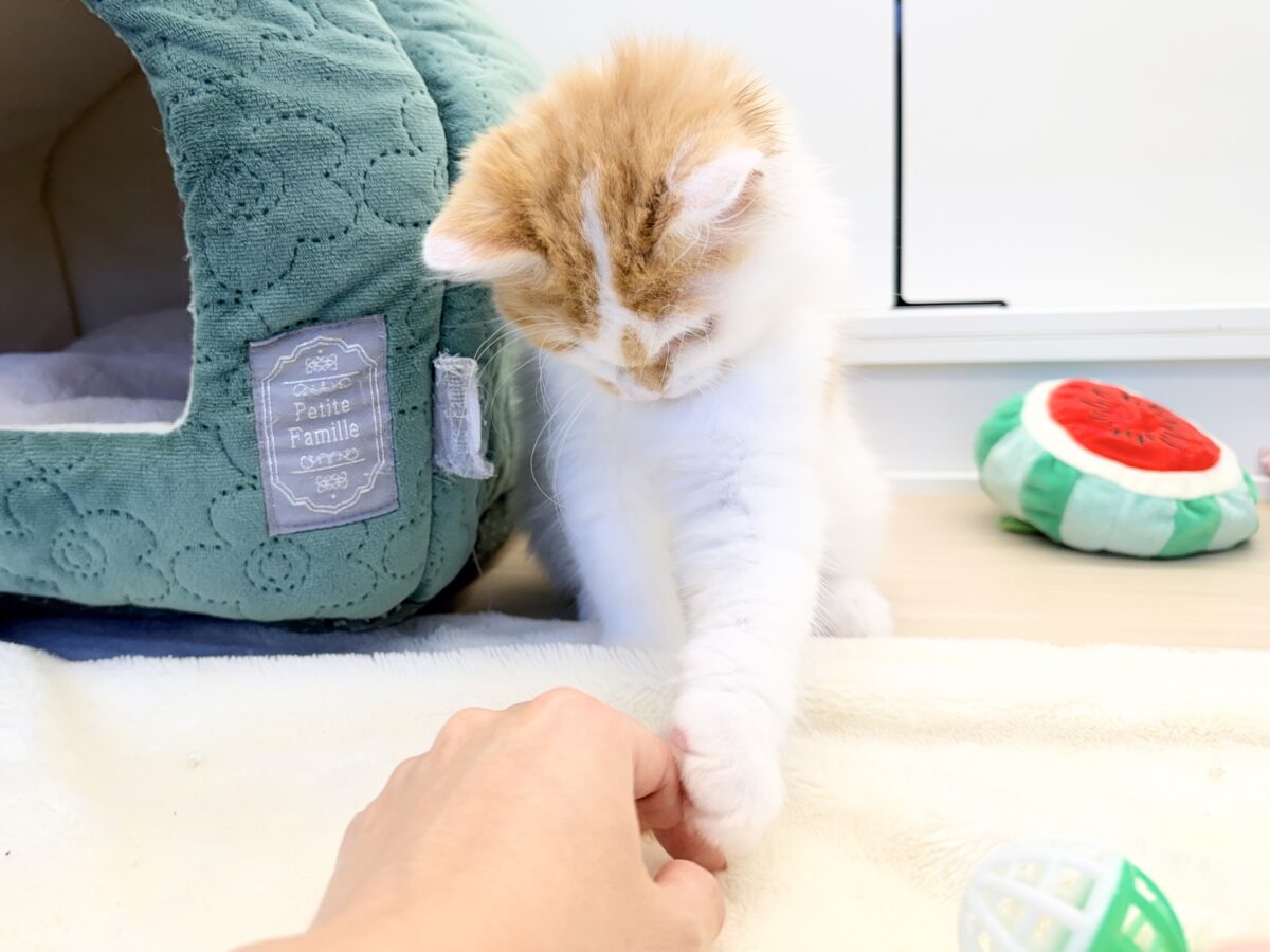 スコティッシュフォールド