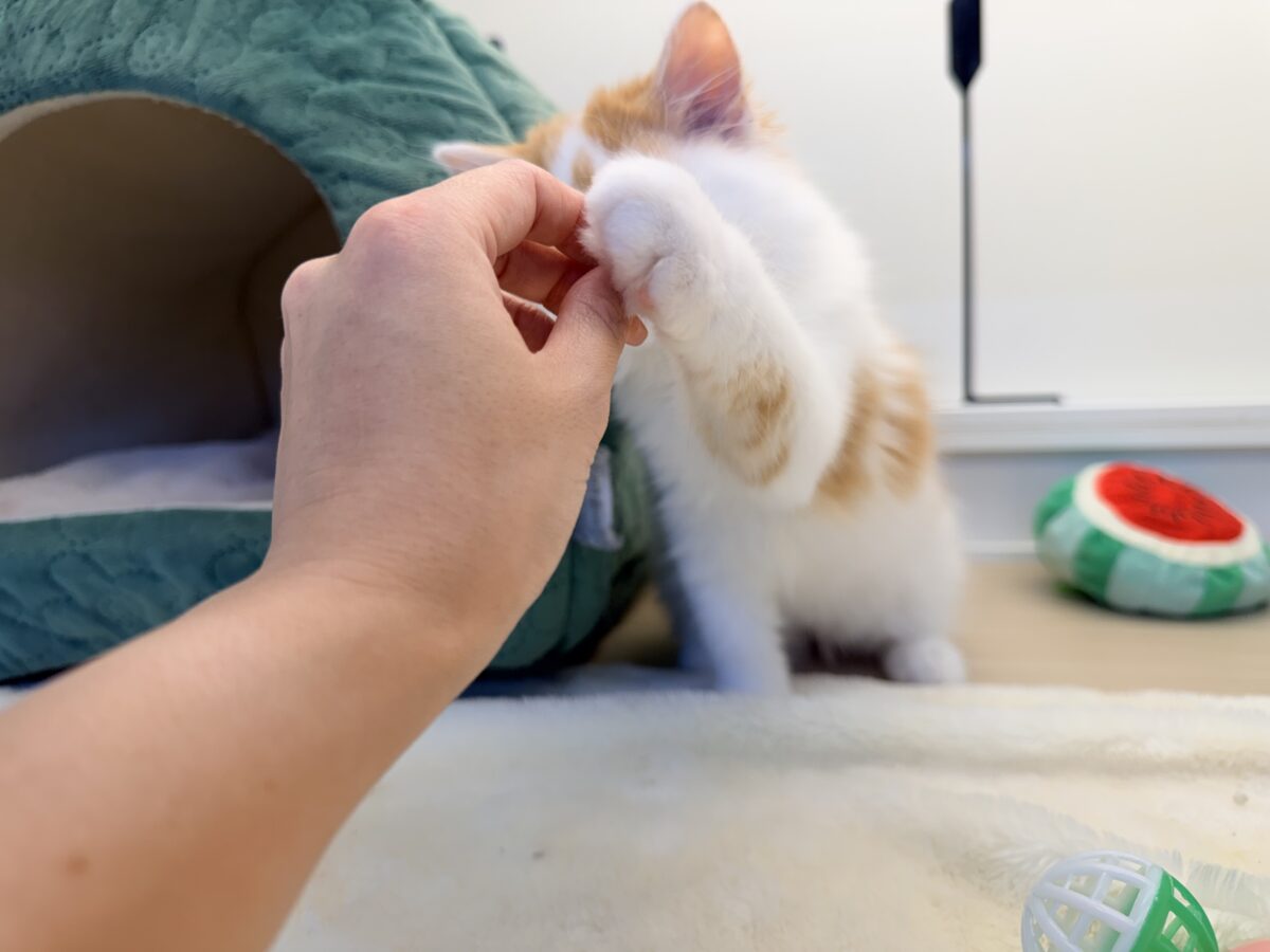 スコティッシュフォールド