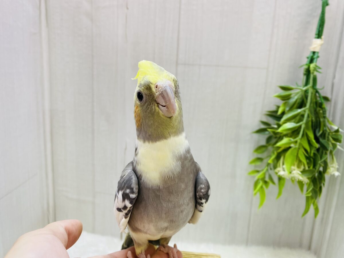 オカメインコ