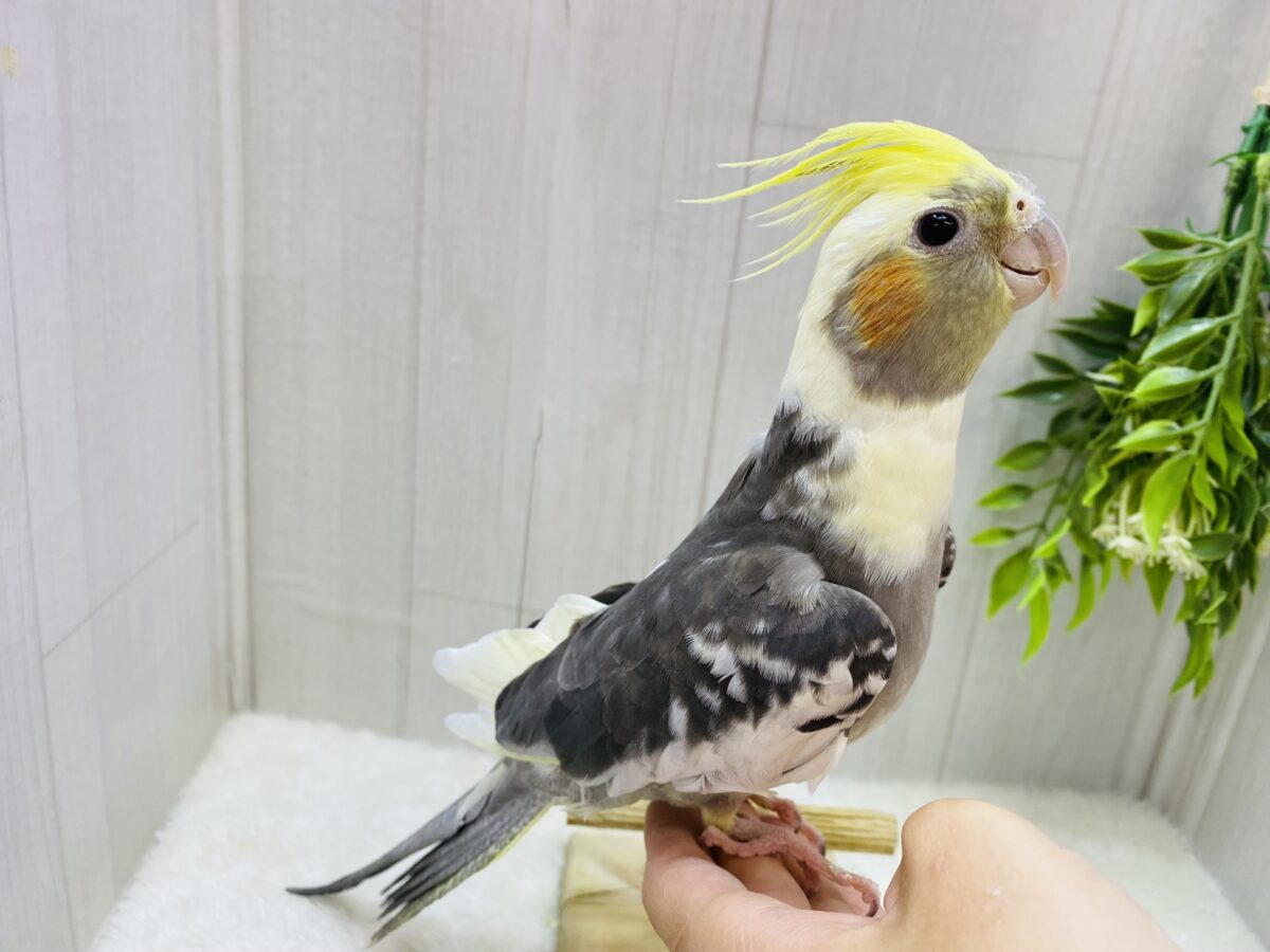 オカメインコ