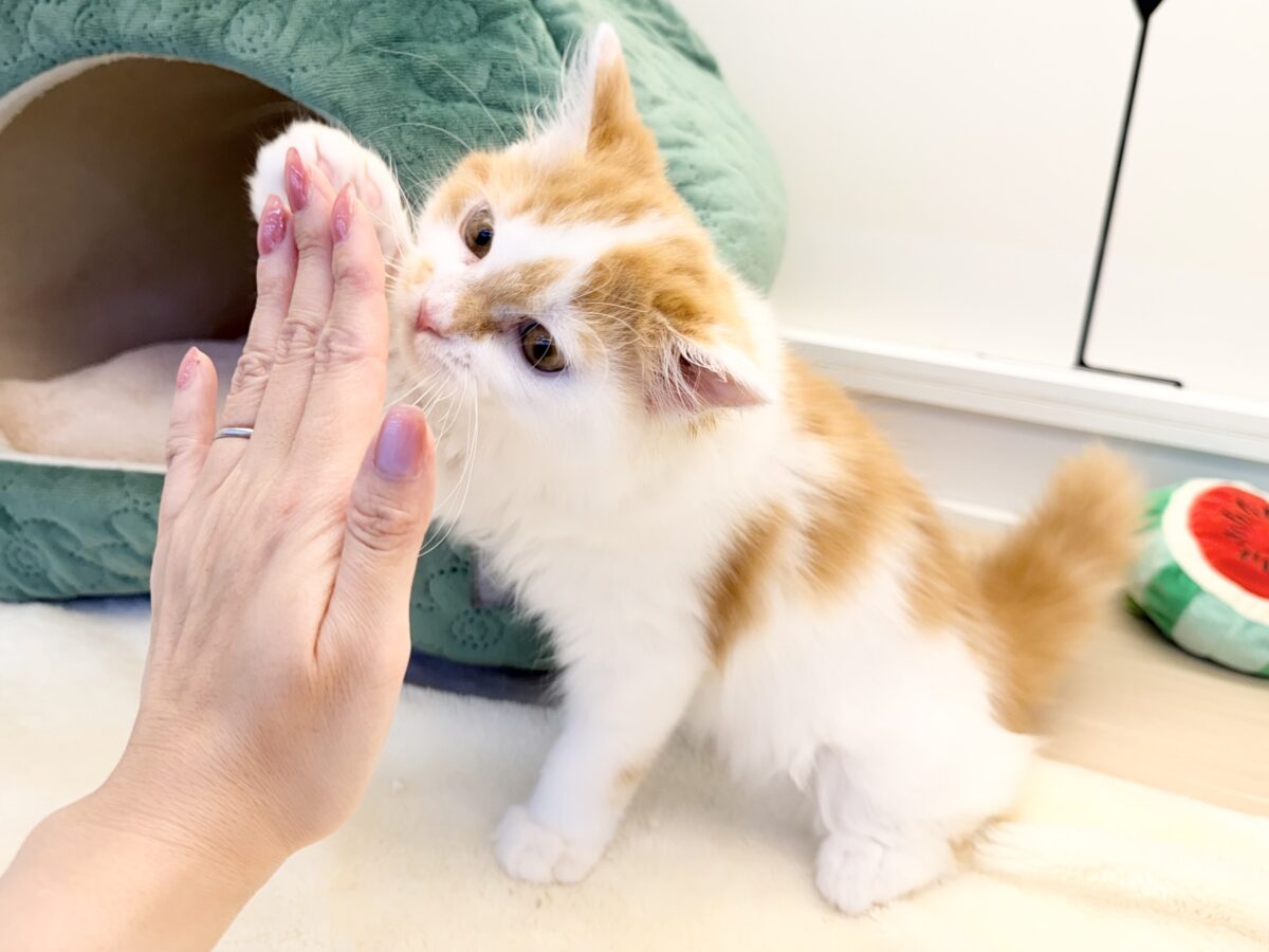 スコティッシュフォールド