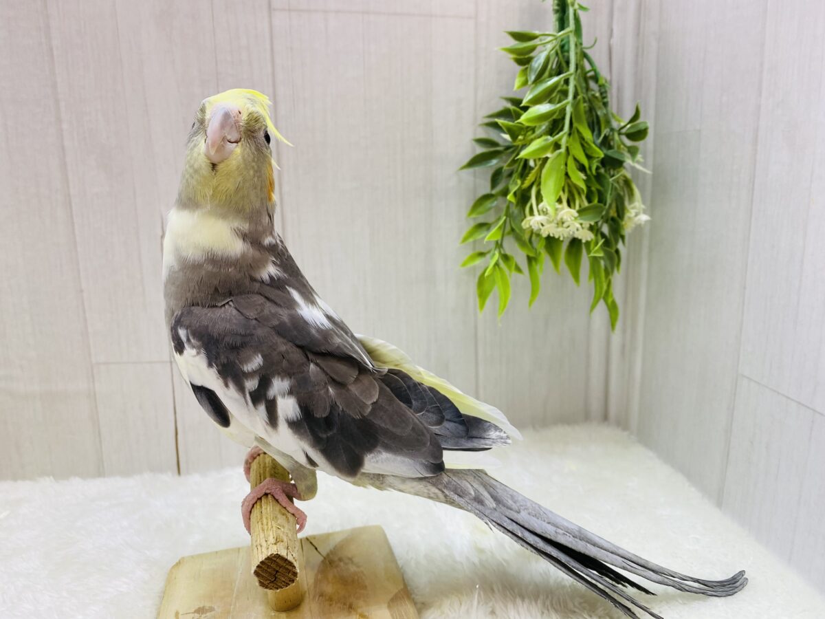 オカメインコ