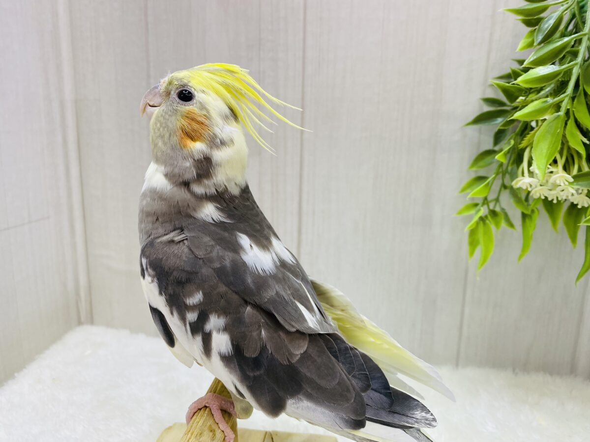 オカメインコ