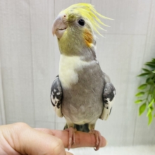 おしゃれなスタイを纏ってます〜💖オカメインコパイドカラー🌟
