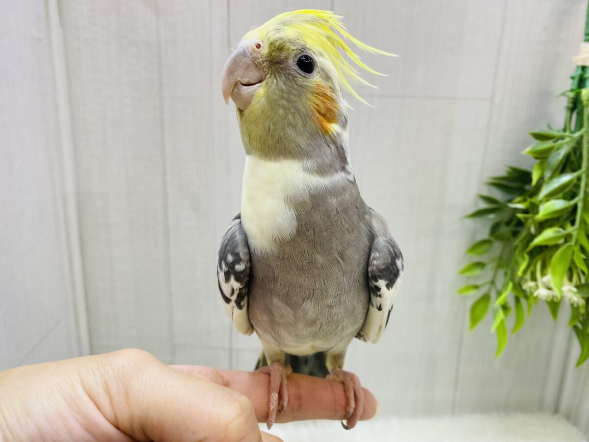 おしゃれなスタイを纏ってます〜💖オカメインコパイドカラー🌟
